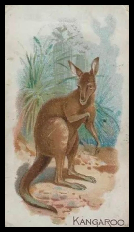 E28 Kangaroo.jpg